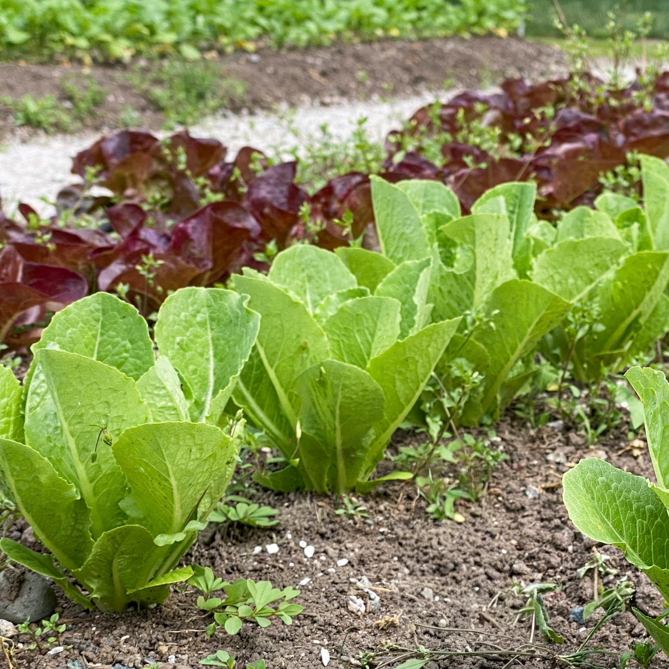 bindsla moestuin